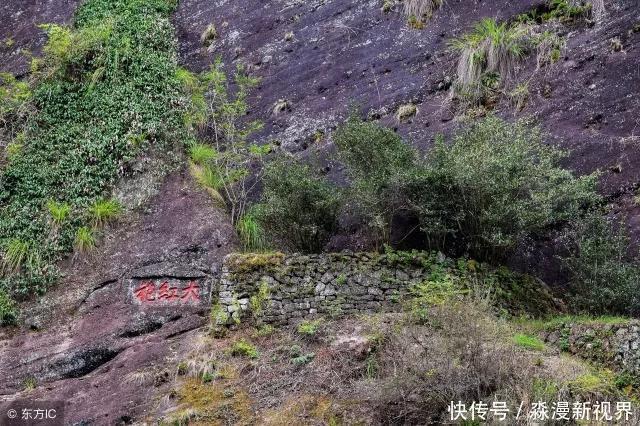 黄山|中国最贵的三棵树，前两棵配有警卫，最后一个却有点不一样