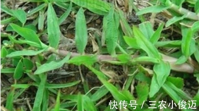 药材|农村一种常见植物,现在嫩叶能食用,根部还能当药材,价值珍贵