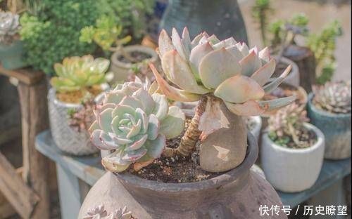 多肉植物|多肉植物不长个教你一个小技巧，呼呼冒出一堆新芽