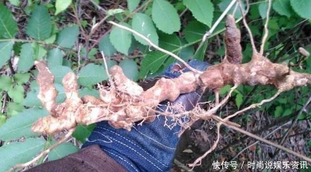 野果|果实小还有点涩,80后有吃过,如今经常被除,根茎30元一斤!