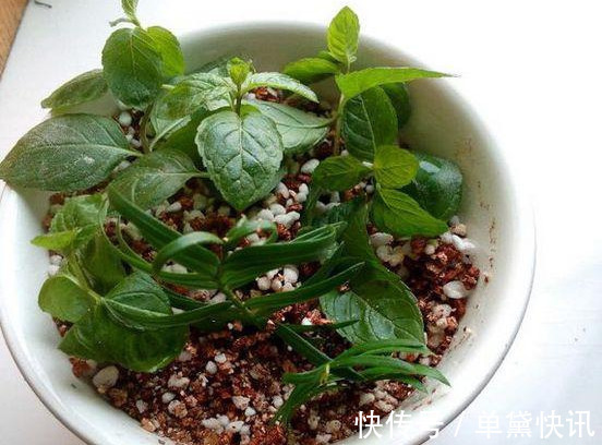 这5种花随便掐个枝就活,新手懒人花友千万别错过!