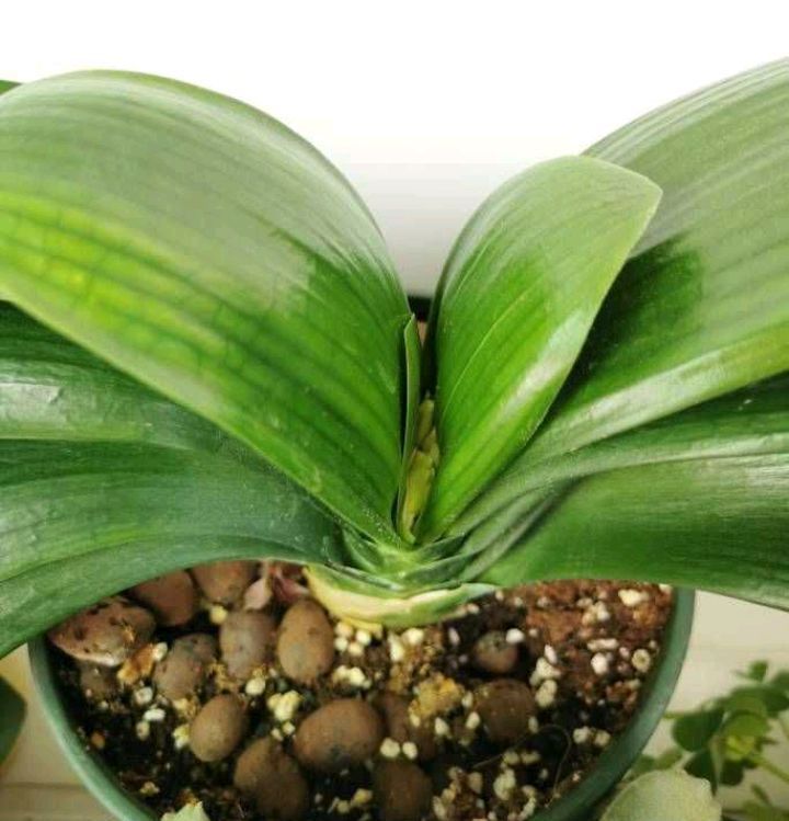 这样养“君子兰”,叶子更多更大更油绿,花朵红似火