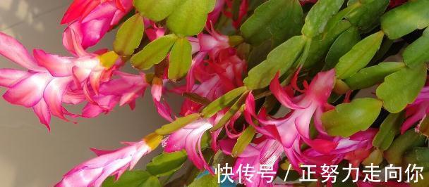 蟹爪兰开花后,赶紧做5件事,又会开成“大花球”