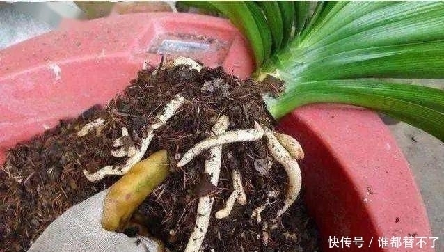 香蕉皮|香蕉皮别扔,加勺子“粉末”泡一泡,就是养根“万能肥”