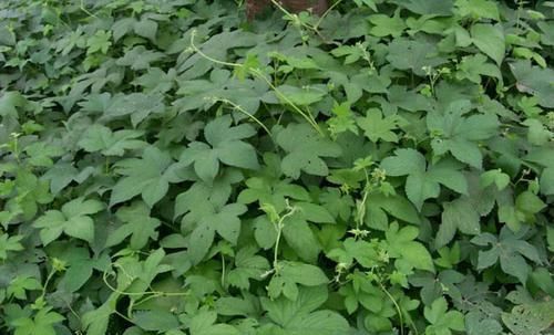 农村常见的一种野草,是“皮肤瘙痒”的克星,一涂很快就见效