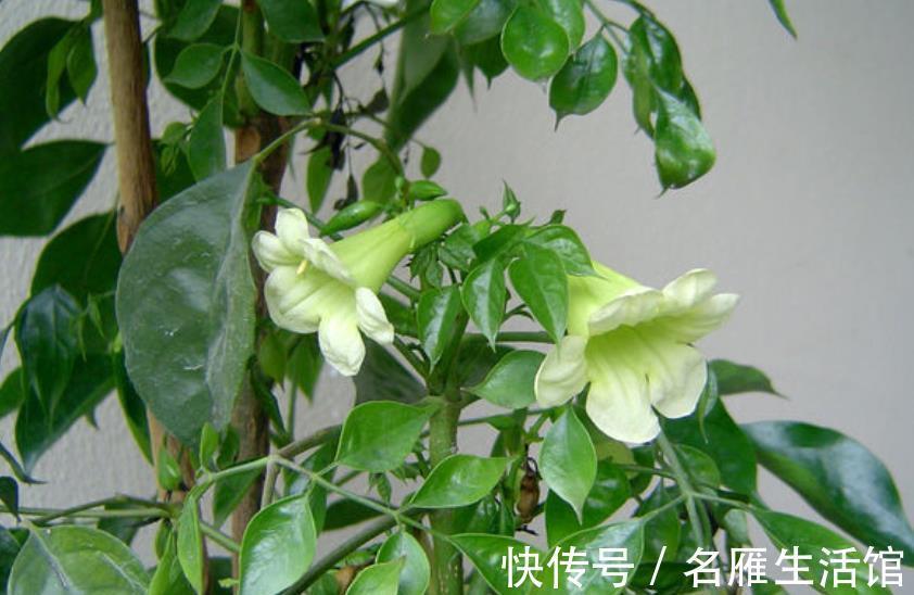 珍惜|4种漂亮盆栽开花很罕见,长出花朵要珍惜,寓意好财运滚滚来