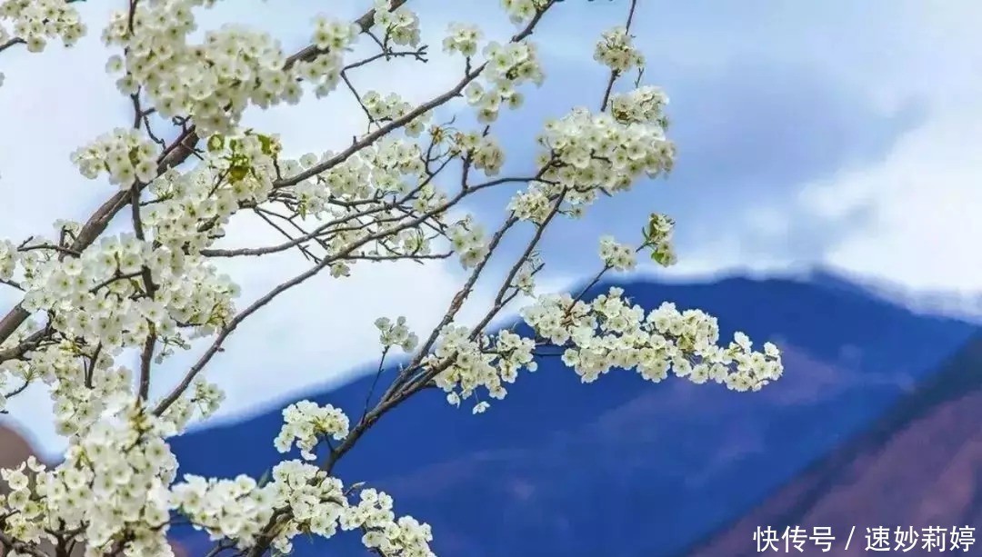 格桑花|春天，跟着花开去旅行，金川梨花白如雪