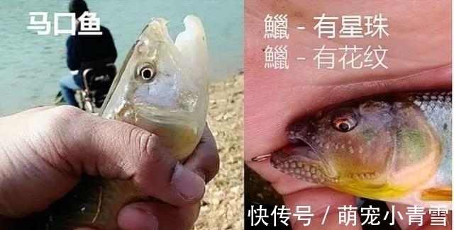 我国最漂亮的原生鱼，未必是鳑鲏和白云金丝，这种小型鱼更漂亮