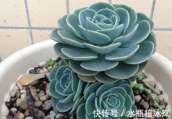 几款容易变成老桩的多肉,为什么自家的多肉经常牺牲,与品种有关