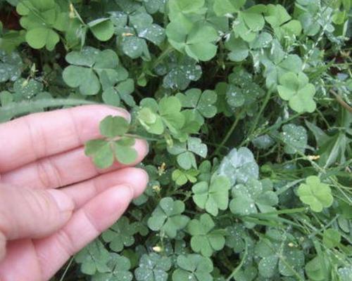 路边野草别小瞧，挖回家种出“小萝卜”，开花也是极美的