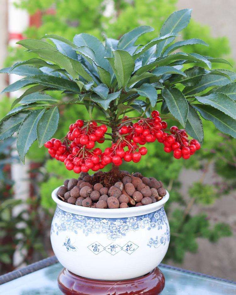 五种“旺宅花”，适合养客厅，一种比一种好养，一个比一个好看