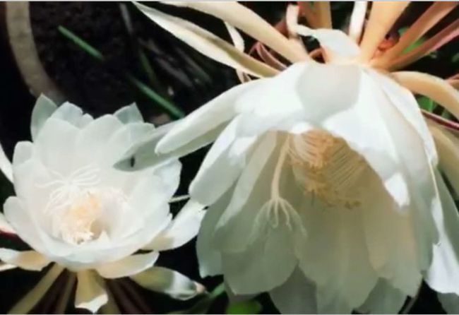 昙花洁白如玉，素雅幽香，怎样种植才能开花？