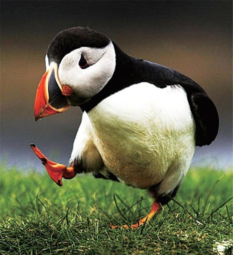 民族|比中国人还能吃的民族,连国宝都不放过,一天一头吃不过瘾