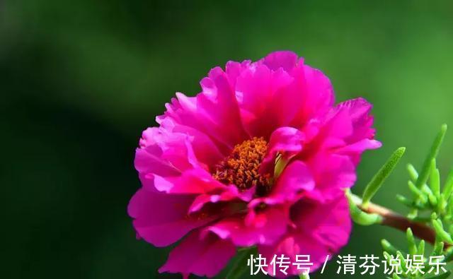 湿润|想要常年都能看见绿植开花,那就养这几种吧,花期超长!