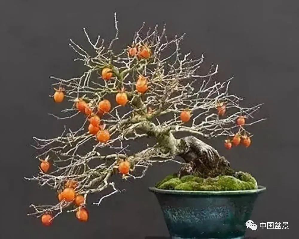  制作|盆景制作中的气、势、神、韵如何表现！静态和动态相结合是精髓