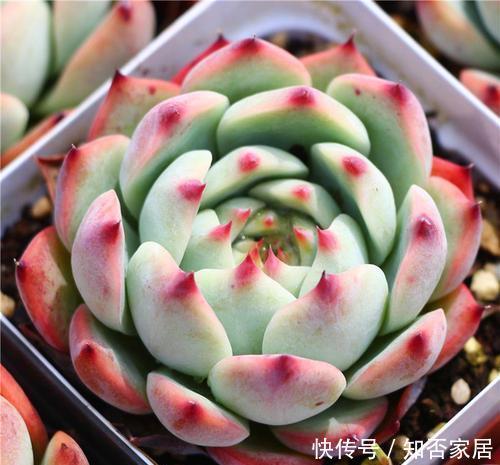 冬天养多肉吉娃娃,了解掌握几个要点,养成漂亮肉墩子!