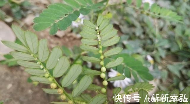 含羞草|一种农村很常见的野草,却少人重视,20元一斤,别不当回事!