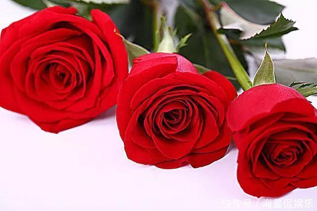 修剪|玫瑰象征美好爱情,怎么养才能花繁叶茂需要满足4个条件