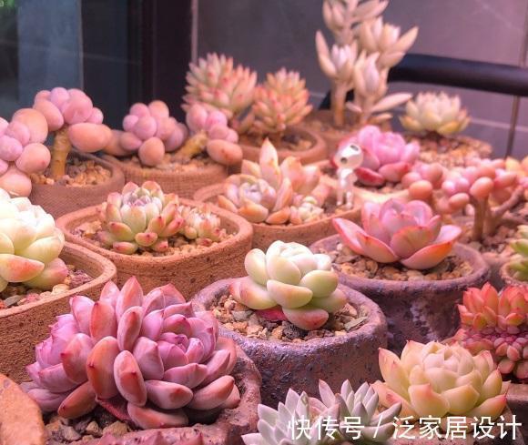 养死|养多肉急不得,养护期间总结经验,少浇水保持干燥,有效减少死亡