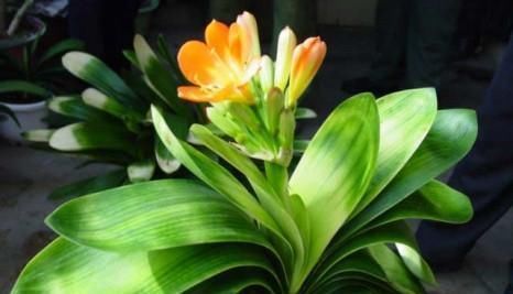 黄叶|君子兰叶子发黄的8大原因及处理方法