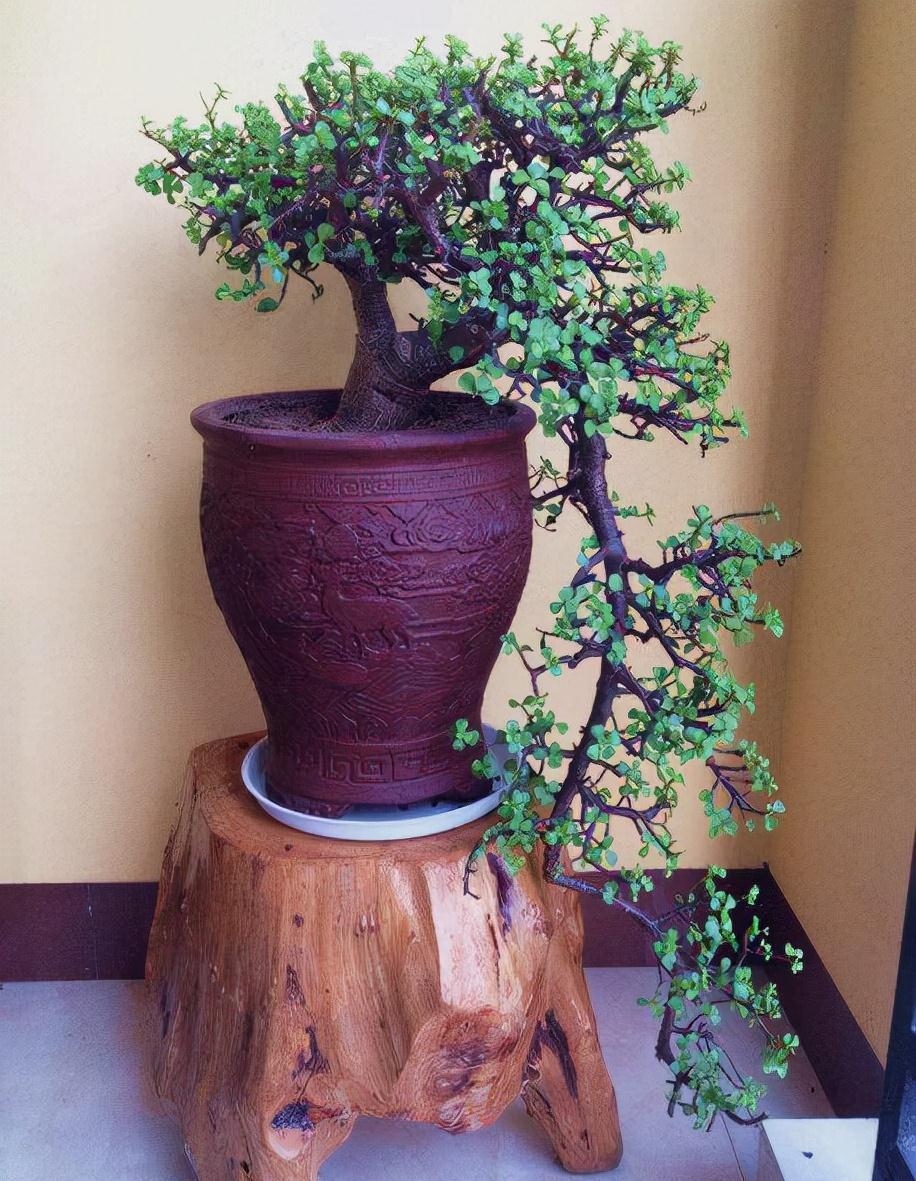 10大吉祥花,客厅有空地一定要养一盆,高档又好养,旺财又旺家