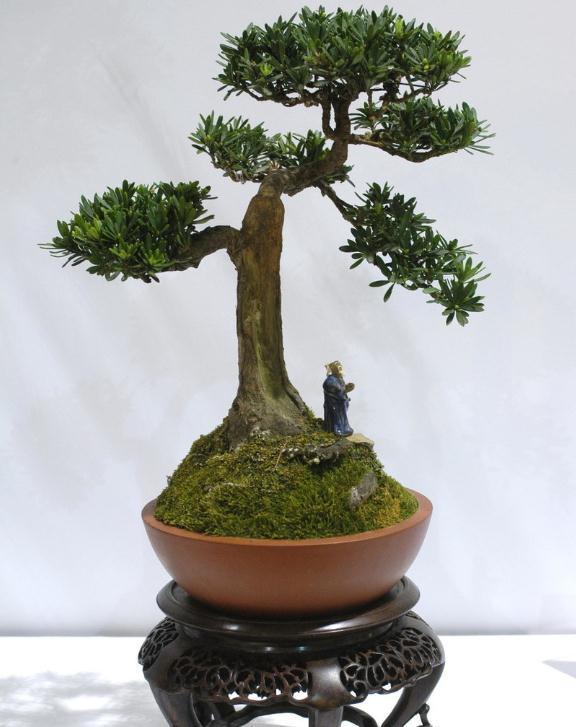 怎样进行盆景的整形与矮化