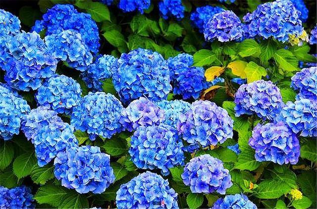 绣球花开爆了，花后早做2件事，枝繁叶茂长得壮，来年开成大花球