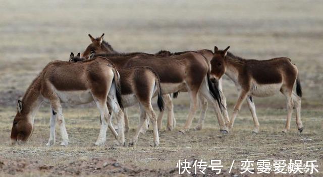 寿命|四十五岁属驴谁规定的