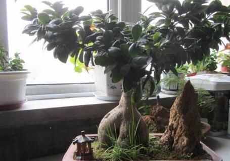 新叶|养盆栽榕树,一个小方法,新叶嫩叶蹭蹭长,枝繁叶茂,越长越旺