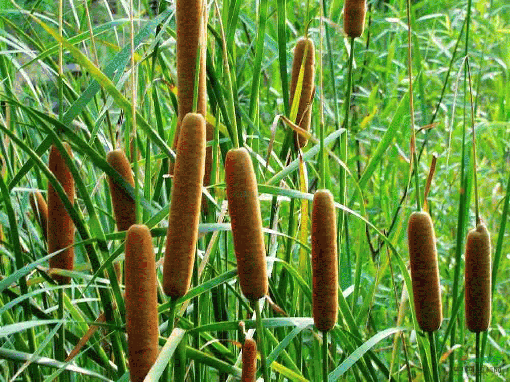 野花野草|农村有种东西,不仅可以用来当菜吃,还能做成枕头,见过吗?