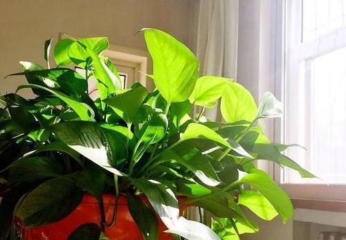 养花:因为土壤呈碱性而引发黄叶问题,就该用这几样“水”解决