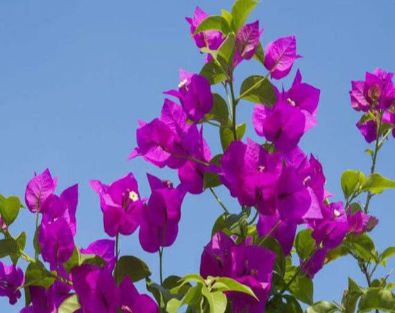 修剪|三角梅的养护方法全在这里,赶快看看,超级实用