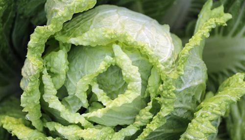 膳食纤维|含有毒素的五种蔬菜,我们竟然还当成宝贝,看看你中招没