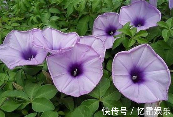 养好“五爪金龙”,就得“修一修”,花苞蹭蹭就上百,花开绕满枝