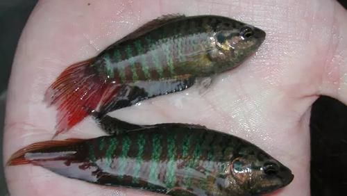 儿时农村田间的野生小鱼,如今慢慢的消失了,你们那还有吗?