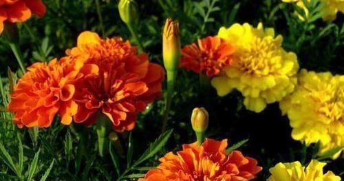 开花最勤快的盆栽,年头开到年尾,花色喜庆,养护容易,适合新手