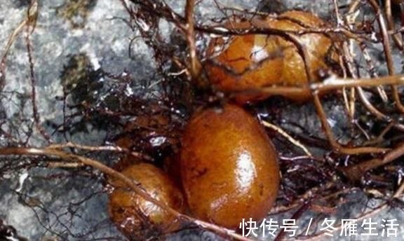 蕨菜|农村有一种长在地下的“鸡蛋”，农村人都有见过，却不知道是药材