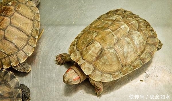 是运动养生，还是静止长寿？世卫组织终于给出明确答案
