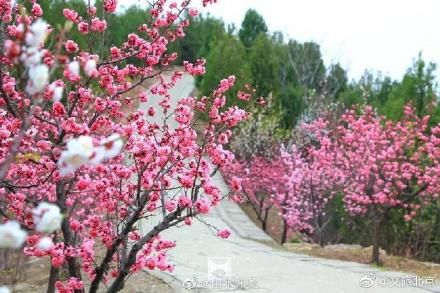 春染古刹，花海如潮