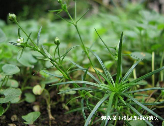 鲜美|农村人喜爱的3种野菜,不仅味道鲜美独特,用来养生也不错!
