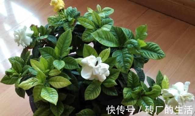 喜阳植物|养九里香、栀子花,摆在这“3处”,黄叶掉花苞,养一盆死一盆