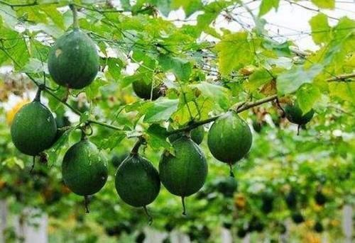 瓜蒌:藤下一个瓜,是开胸顺气、治胸痛、清理肺部垃圾的不二良药