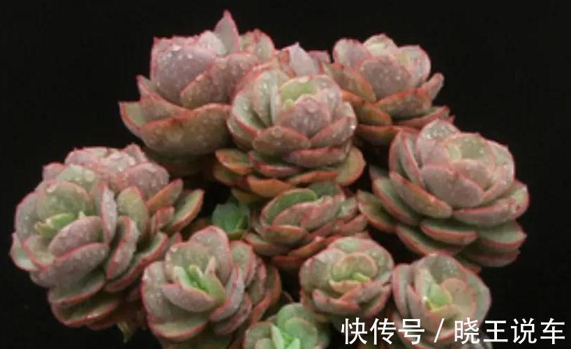 多肉秀妍不爆侧芽怎么办，掌握4个方法，轻轻松松养爆盆