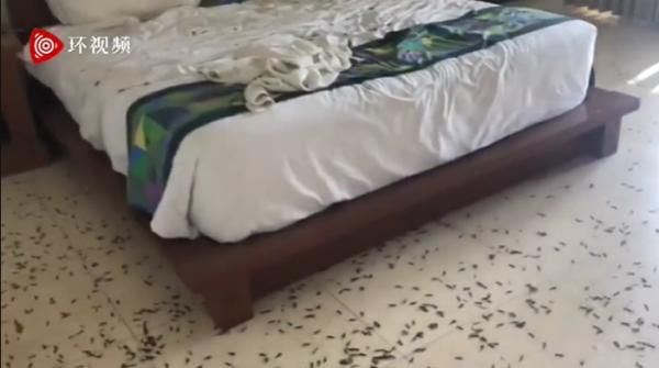 密密麻麻|吓人！俄夫妇巴厘岛度假酒店房屋内布满昆虫 床上地上密密麻麻