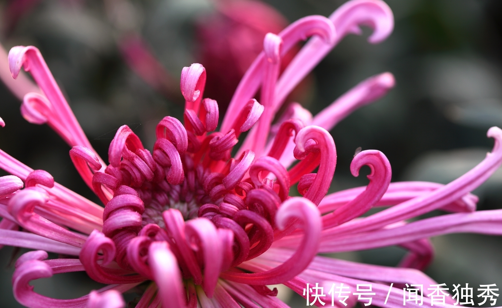 这首诗@描写菊花的一首诗,后面两句流传千古,有多少人还记得全篇?