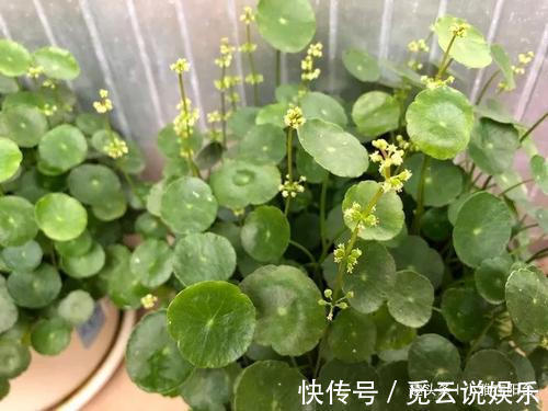 潮湿|刚买回的盆栽，如何浇水、晒太阳、养护简单“3步”，越养越旺