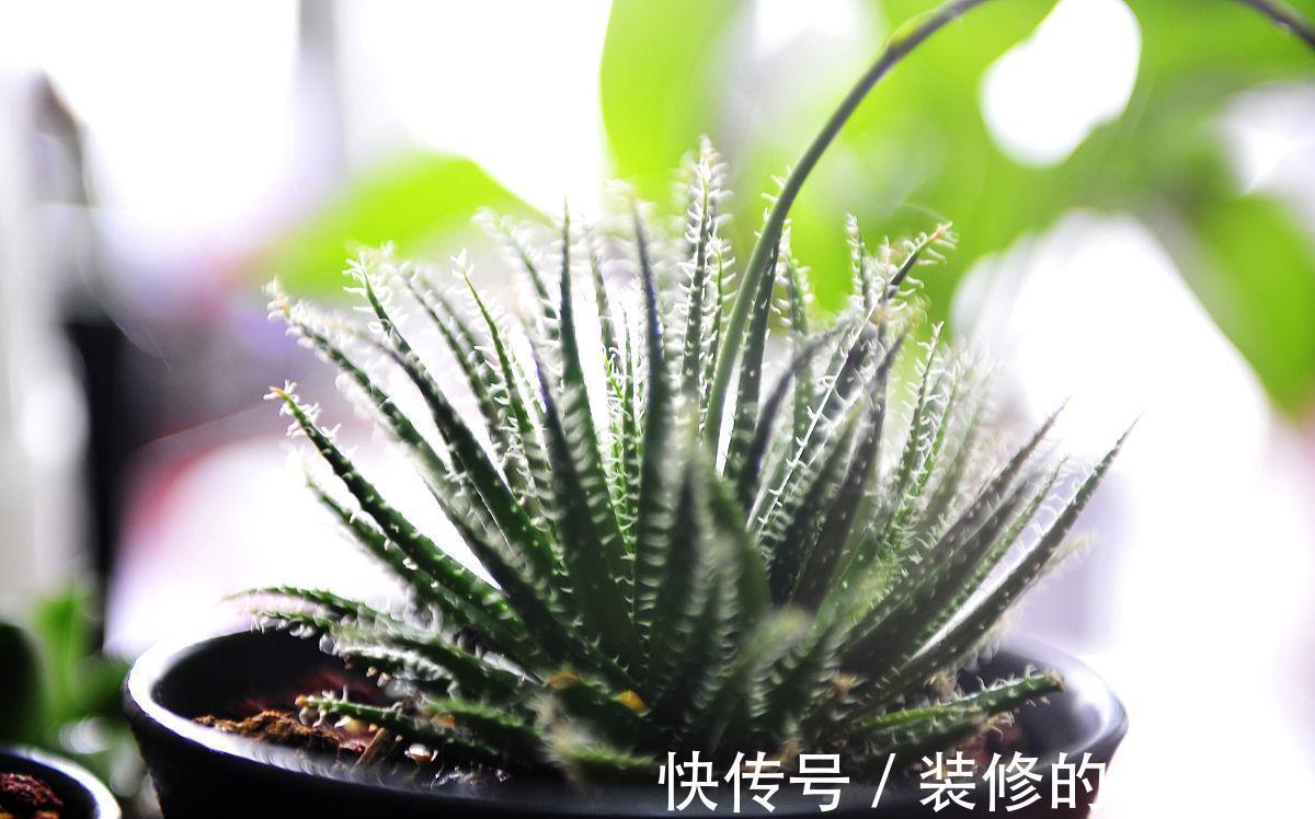 养殖|多肉花盆怎么选?使用3种花盆,加上正确养护,更容易养出好状态