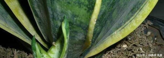 君子兰|君子兰、文竹、虎皮兰，“它”的汁液吃上3－4滴，统统窜“爆”盆！