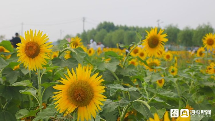 打卡|6万余株向日葵竞相绽放 记者带你探访济南新晋网红打卡地