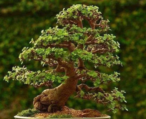 此种植物最适合做盆景,如何营造它的美感